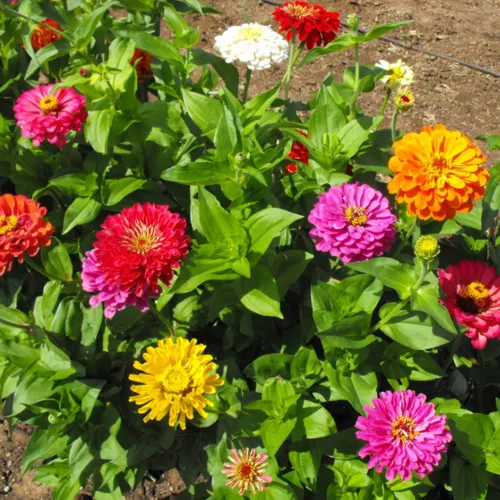 California Giants Zinnia Seeds