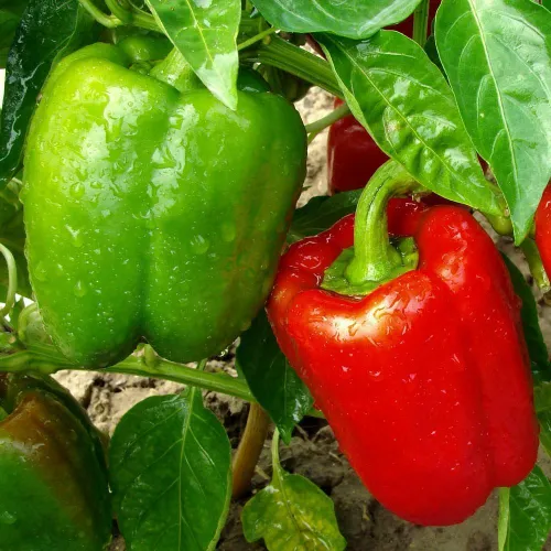 California Wonder Pepper Seeds