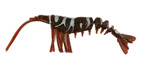 King Brown Killer Prawn Soft Plastic Lure 270