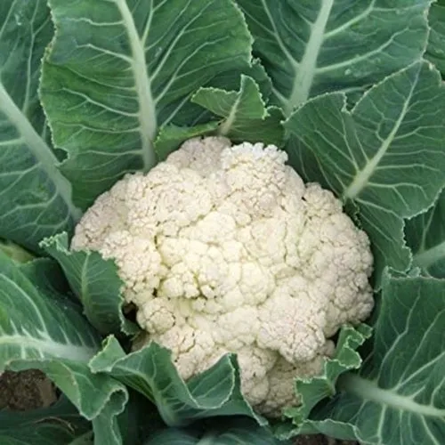 Snowball Y Improved Cauliflower Seeds