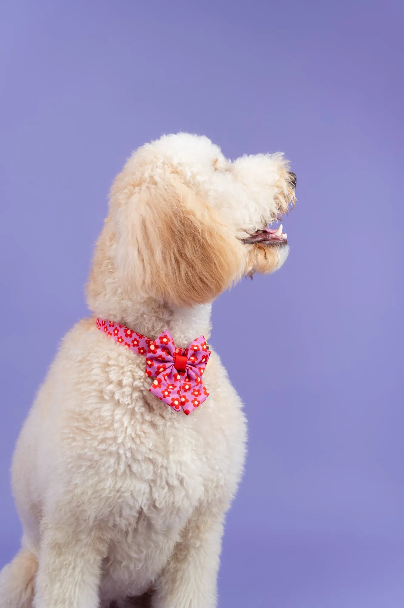Wildflower - Dog Sailor Bowtie